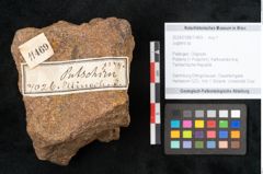 Foto (Objekt + Etikett) von Juglans sp. (NHMW-GEO-2024-0188-11469)